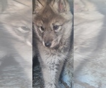 Small Photo #2 Wolf Hybrid Puppy For Sale in DALTON, OH, USA