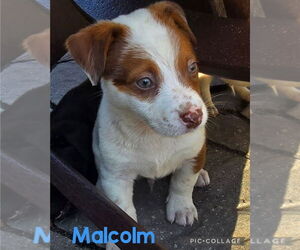 Labrador Retriever-Unknown Mix Dogs for adoption in Royal Palm Beach, FL, USA