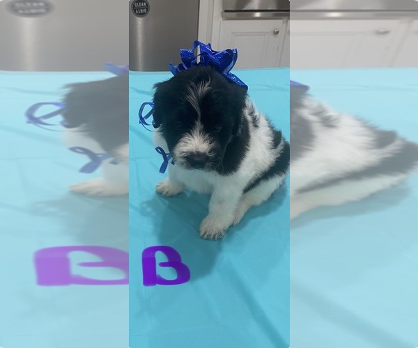 Medium Photo #11 Bordoodle-F2 Aussiedoodle Mix Puppy For Sale in BLAINE, TN, USA