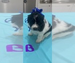 Litter of 9 - Male(s) and Female(s) Bordoodle-F2 Aussiedoodle MixLitter of Puppies for Sale - Photo #11