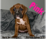 Puppy Pink Boxer