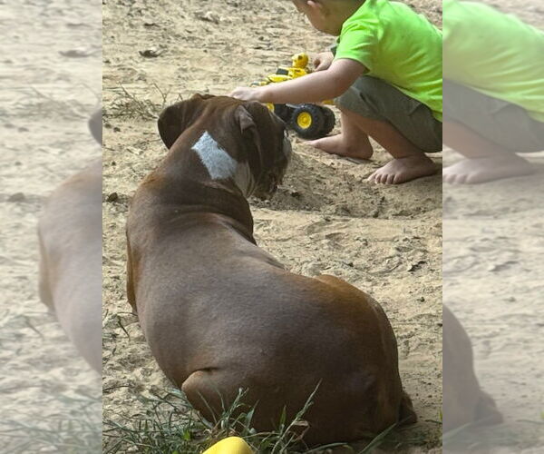 Medium Photo #2 Boxer Puppy For Sale in Austin, TX, USA