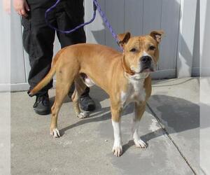 American Pit Bull Terrier Dogs for adoption in Louisville, KY, USA