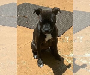 Staffordshire Bull Terrier Puppy for Sale in INDIALANTIC, Florida USA