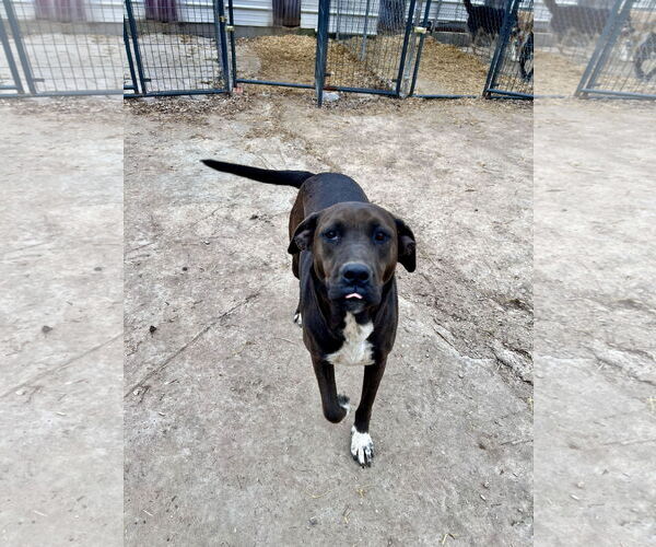 Medium Photo #3 Boxador Puppy For Sale in Tracy City, TN, USA