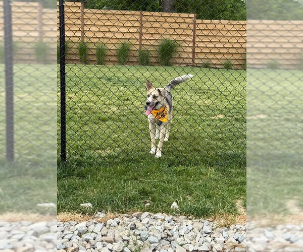 Medium Photo #4 Red Heeler-Unknown Mix Puppy For Sale in Columbus, IN, USA
