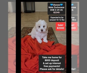 Havanese-Zuchon Mix Puppy for sale in TUCSON, AZ, USA