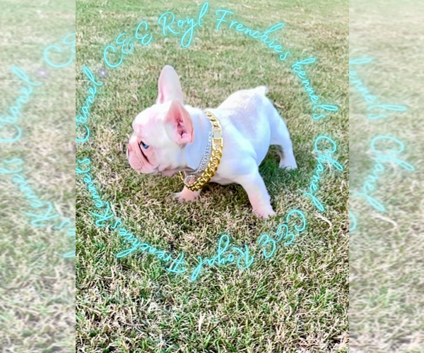 Medium Photo #6 French Bulldog Puppy For Sale in ATHENS, GA, USA