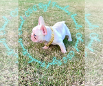 Small #5 French Bulldog