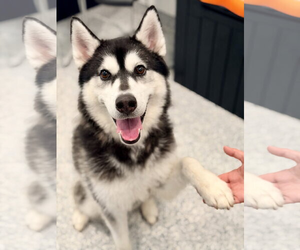 Medium Photo #3 Siberian Husky Puppy For Sale in Manahawkin, NJ, USA