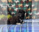 Small #1 Zuchon