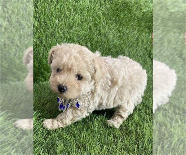 Medium Photo #14 Poodle (Toy) Puppy For Sale in ORLANDO, FL, USA