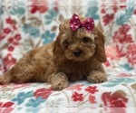 Small #9 Cockapoo