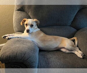 Boxerhuahua Dogs for adoption in Lakewood, CO, USA
