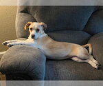 Small Boxerhuahua