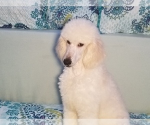 Poodle (Standard) Puppy for sale in SOUTHFIELD, MI, USA
