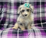 Small Photo #10 Aussiedoodle Miniature  Puppy For Sale in LAKELAND, FL, USA