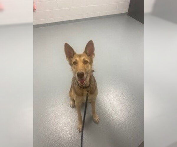Medium Photo #1 German Shepherd Dog-Unknown Mix Puppy For Sale in St. Cloud, FL, USA