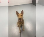 Small German Shepherd Dog Mix