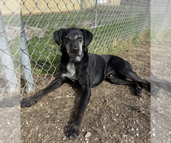 Medium Photo #1 Labrador Retriever-Unknown Mix Puppy For Sale in Williamsburg, IA, USA