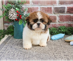Small #6 Shih Tzu