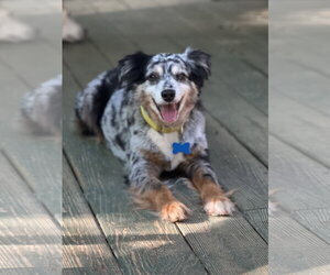 Finn - Male Australian Shepherd Dog for Adoption - Photo #3