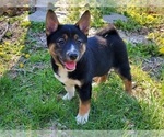 Small Photo #8 Shiba Inu Puppy For Sale in CLARK, MO, USA