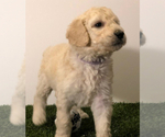 Small Photo #2 Sheepadoodle Puppy For Sale in SAN ANTONIO, TX, USA