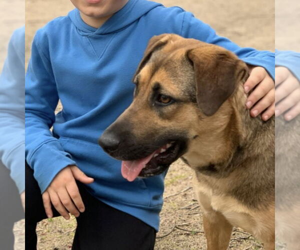 Medium Photo #10 Mutt Puppy For Sale in Canton, CT, USA