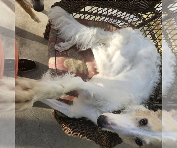 Medium Photo #1 Borzoi Puppy For Sale in YUCAIPA, CA, USA