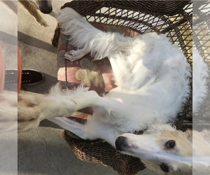 Mother of the Borzoi puppies born on 03/27/2026