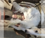 Small Photo #1 Borzoi Puppy For Sale in YUCAIPA, CA, USA