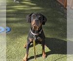 Small Rottweiler Mix
