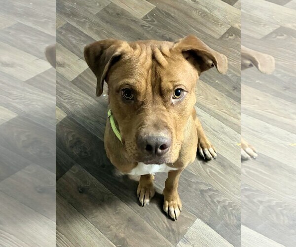 Medium Photo #1 American Staffordshire Terrier-Unknown Mix Puppy For Sale in Holly Springs, NC, USA