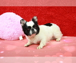 Small Photo #1 French Bulldog Puppy For Sale in HICKORY, NC, USA
