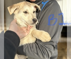 German Shepherd Dog-Siberian Husky Mix Puppy for sale in GREENUP, IL, USA