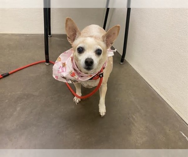 Medium Photo #5 Chihuahua-Unknown Mix Puppy For Sale in Chandler, AZ, USA