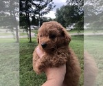 Small Photo #1 Poodle (Toy) Puppy For Sale in WAVERLY, MO, USA