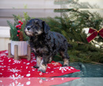 Small Photo #13 Mutt-Schnauzer (Miniature) Mix Puppy For Sale in DOVER, PA, USA