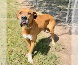Boxer-Mastiff Mix Dogs for adoption in Conroe, TX, USA
