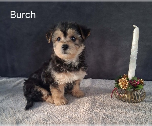 Medium Photo #3 Yo-Chon Puppy For Sale in MOUNT PLEASANT, MI, USA