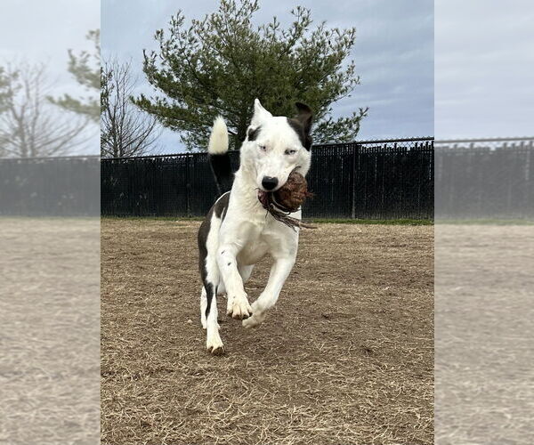 Medium Photo #9 Siberian Husky-Unknown Mix Puppy For Sale in Evansville, IN, USA