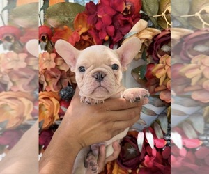 French Bulldog Puppy for sale in LINCOLN, NE, USA