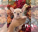 Small French Bulldog