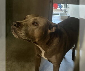 Mutt Dogs for adoption in San Bernardino, CA, USA