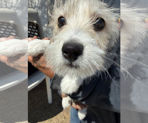 Medium Photo #4 Dachshund-Unknown Mix Puppy For Sale in Grafton, WI, USA