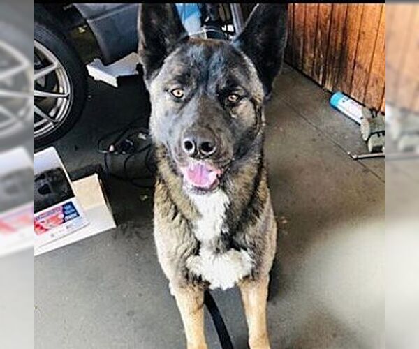 Medium Photo #1 German Shepherd Dog Puppy For Sale in Dana Point, CA, USA