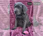 Small Photo #4 Cane Corso Puppy For Sale in MINERAL WELLS, WV, USA
