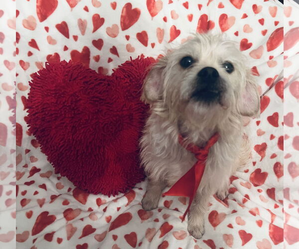 Medium Photo #1 Shih Tzu-Unknown Mix Puppy For Sale in Germantown, OH, USA