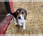Small Photo #5 Beagle Puppy For Sale in NEW VIENNA, IA, USA